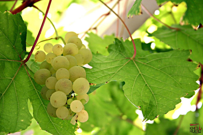 thong tin ve giong nho semillo