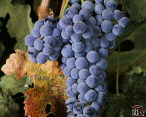 Nho Merlot