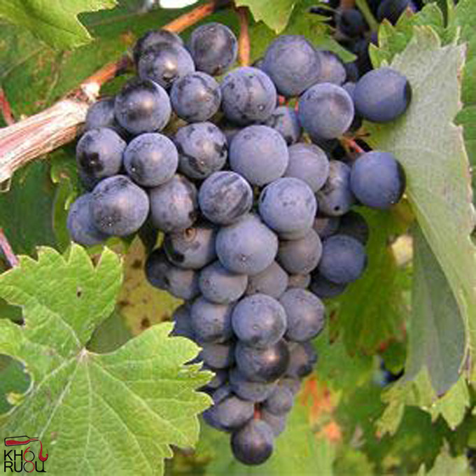 Rosso Grape