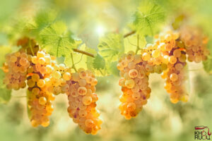 giong nho riesling