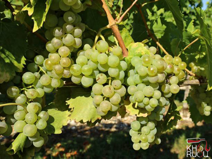 Rượu Vang Ý V5 Malvasia Bianca Del Salento nho