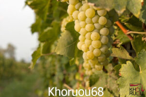 Rượu vang Ý Nier Magari Bianco tim hieu giong nho verdicchio