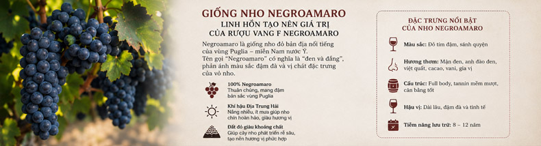 Nho Negroamaro