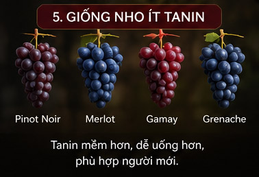 Giống nho ít tannin