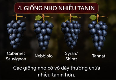Giống nho nhiều tannin