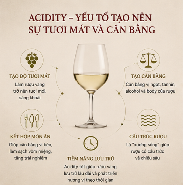 Acidity Là Gì Trong Rượu Vang? Hiểu Đúng Về Độ Chua Và Sự Tươi Mát Của Vang Acidity yếu tố tạo nên sự tươi mát và cân bằng